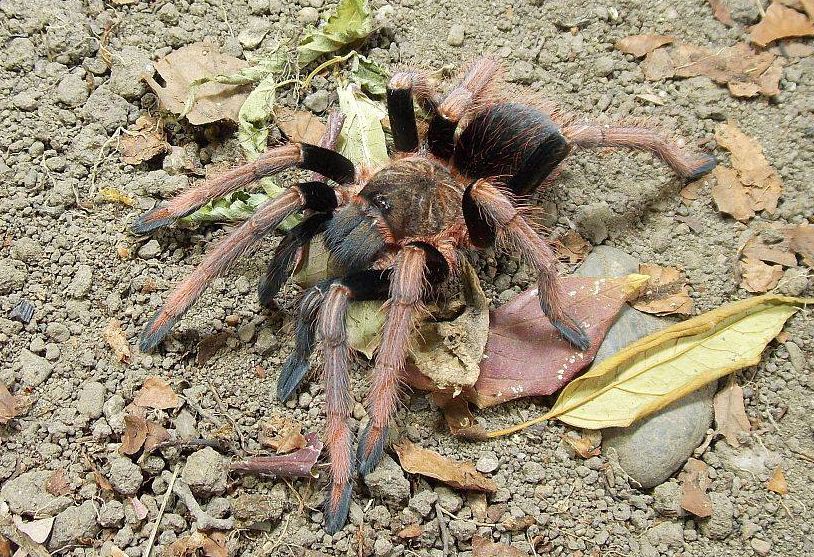 Sericopelma sp AZUERO f