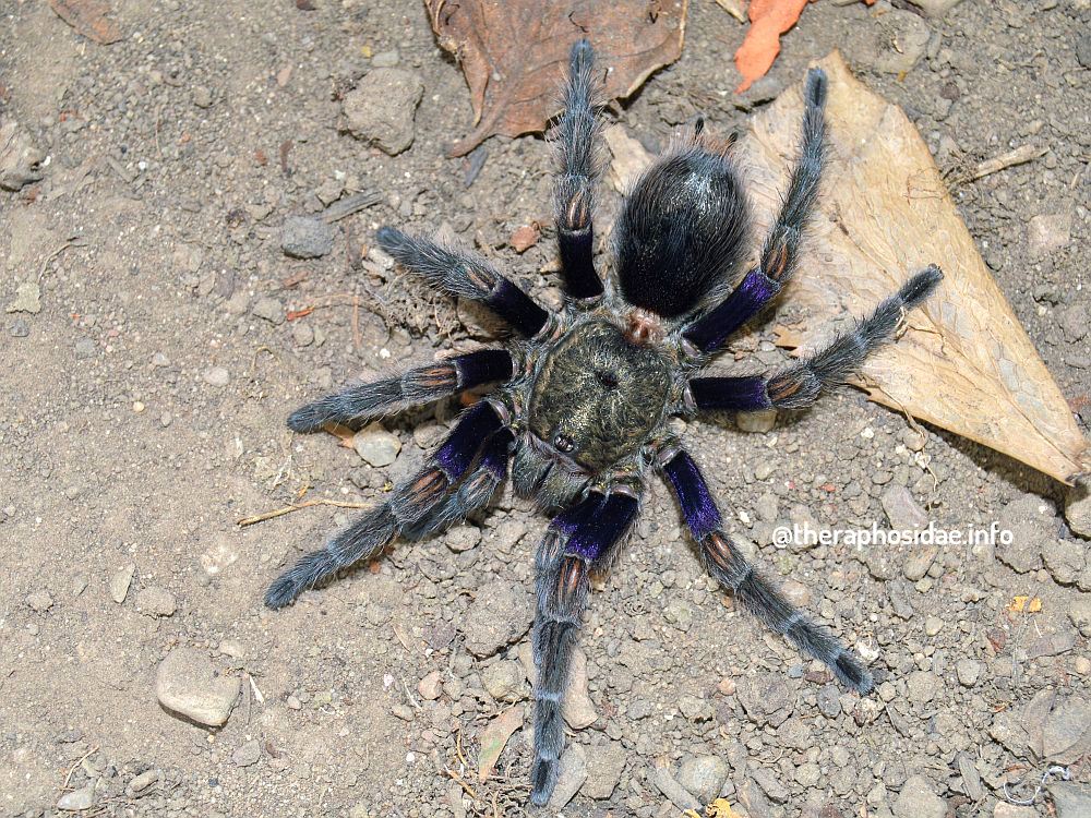 Euathlus truculentus fem 2 wz Euathlus truculentus female