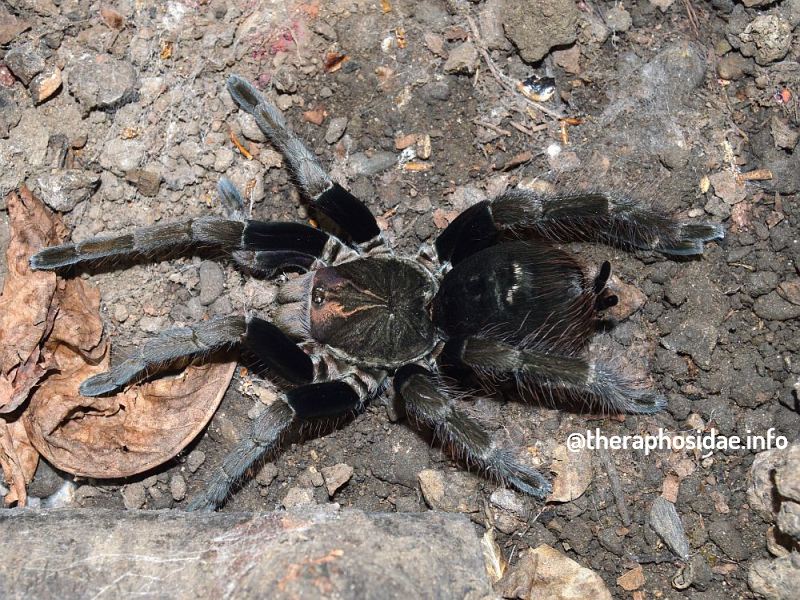 Pamphobeteus.sp PAISA female Pamphobeteus.sp PAISA female