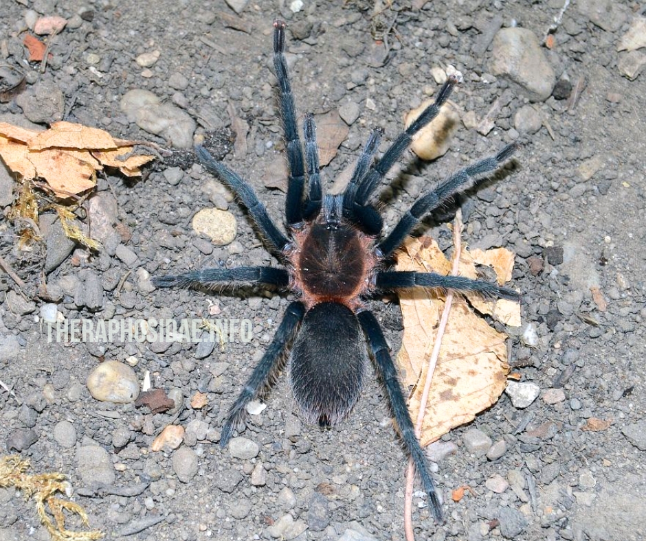 Holothele sp Equador