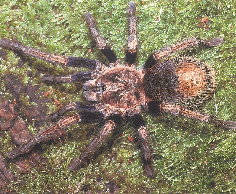 Abbildung aus Klaas P. (1989)