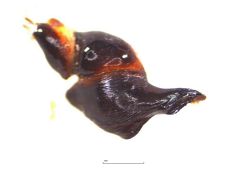 Thrixopelma sp. SIMILIS Männchen, Bulbus prolaterale Ansicht