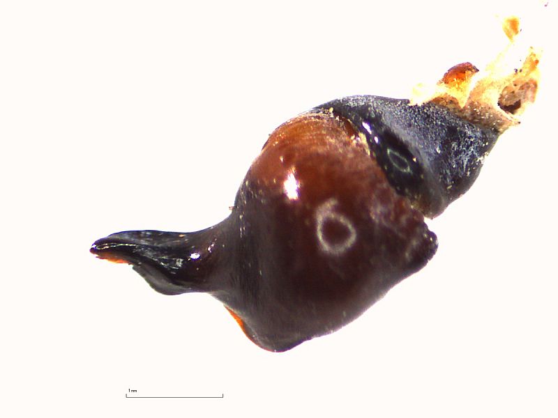 Thrixopelma sp. SIMILIS Männchen, Bulbus retrolaterale Ansicht