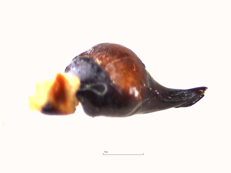 Thrixopelma sp. SIMILIS Männchen, Bulbus dorsale Ansicht