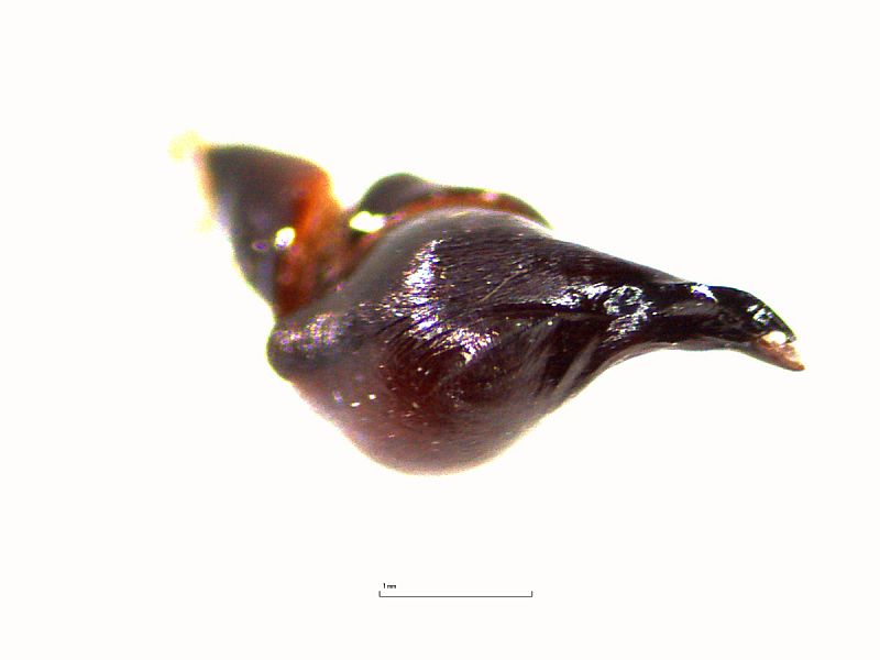 Thrixopelma sp. SIMILIS Männchen, Bulbus ventrale Ansicht