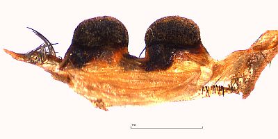  Thrixopelma sp. SIMILIS Weibchen, Spermathek dorsal