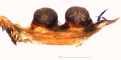  Thrixopelma sp. SIMILIS Weibchen, Spermathek ventral