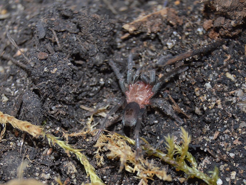 Thrixopelma sp SIMILIS - N2
