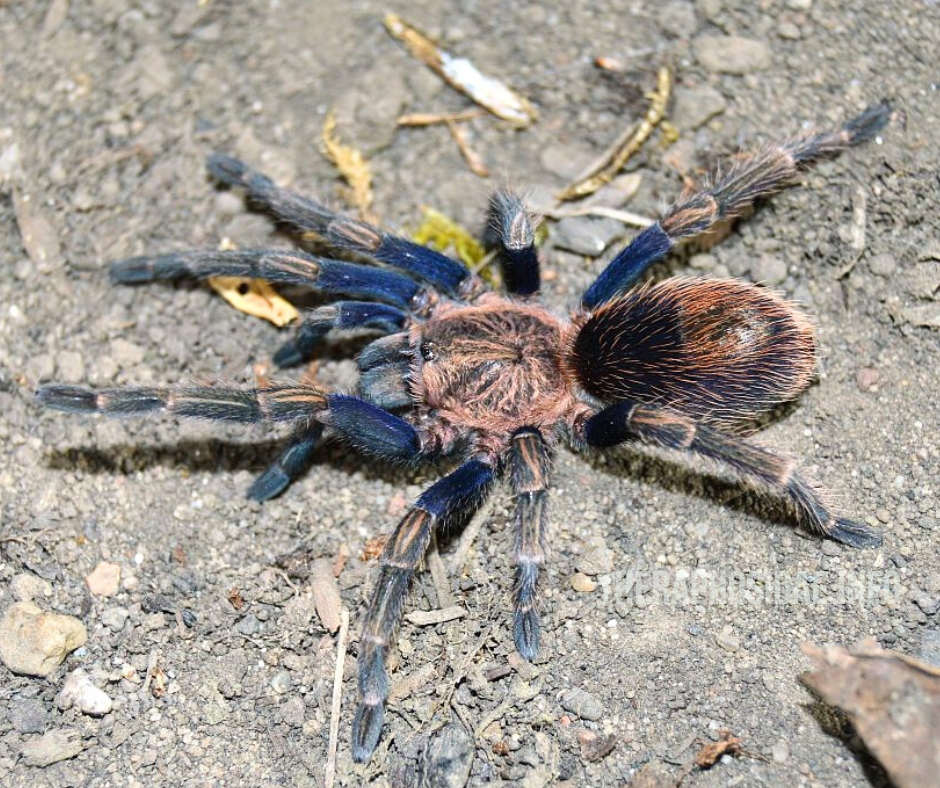 Thrixopelma sp SIMILIS - female