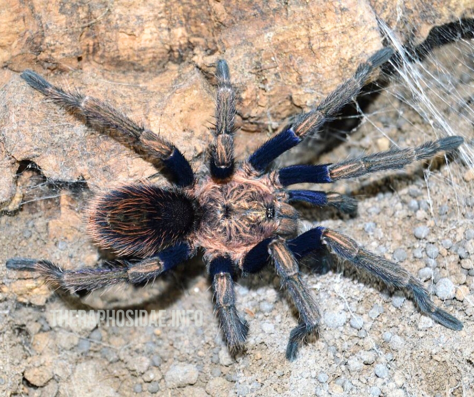 Thrixopelma sp SIMILIS - male