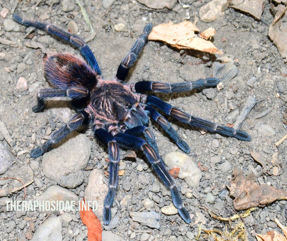 Thrixopelma sp SIMILIS