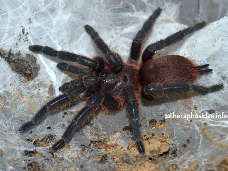 Dolichothele mineirum