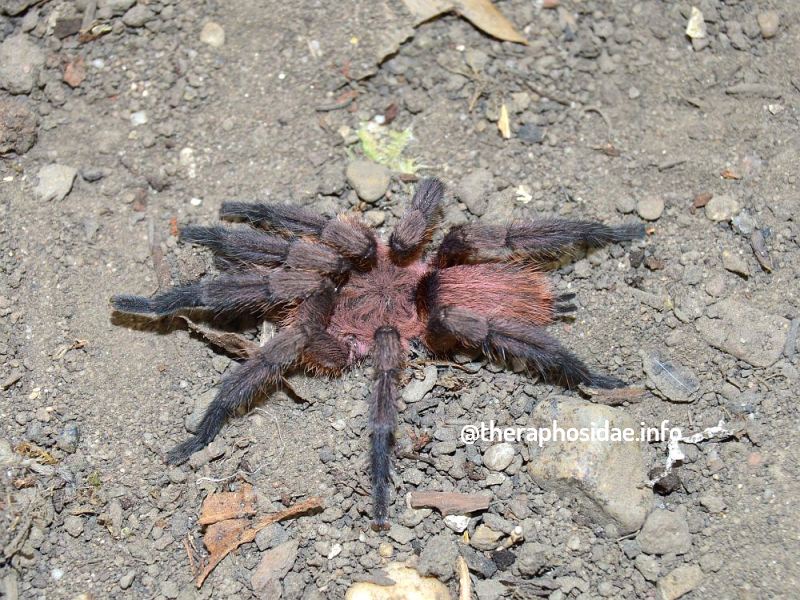 Dolichothele mineirum Männchen