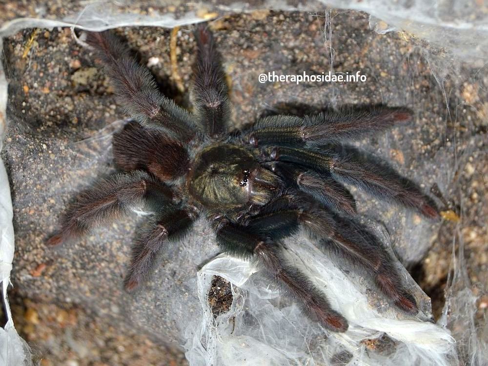 psalmopoeus cf SATANAS female