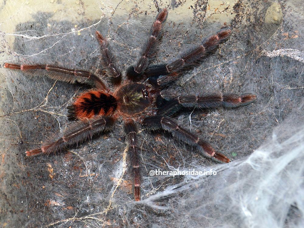 psalmopoeus cf SATANAS juvenile