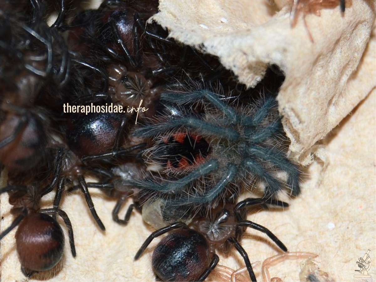 pamphobeteus gangotenai L+ N1