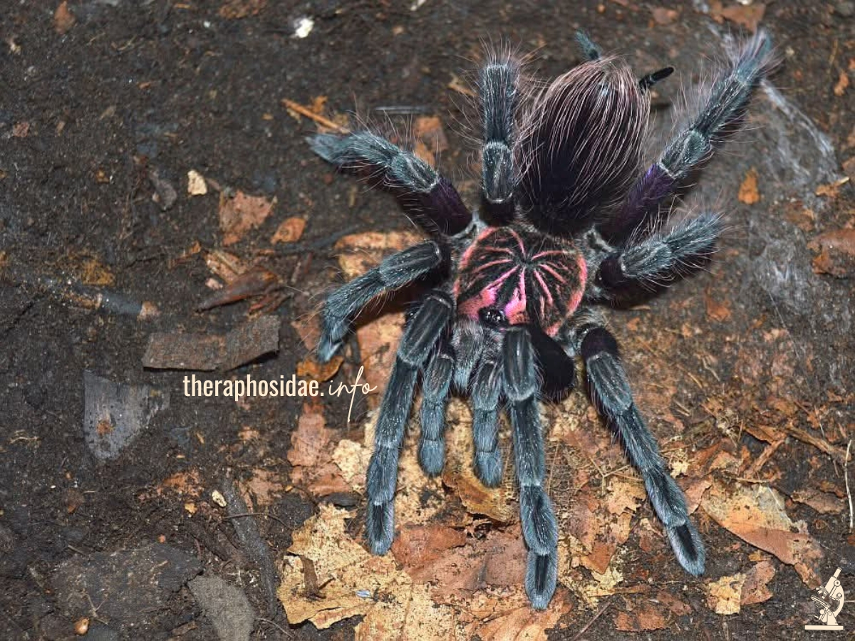 pamphobeteus gangotenai juv