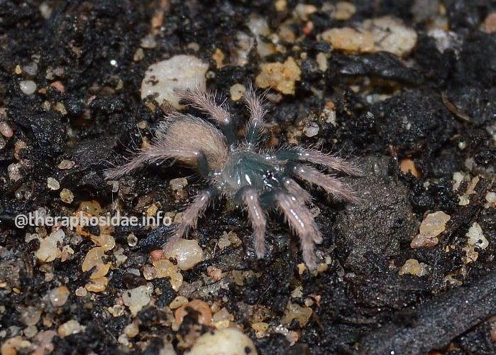 Davus sp. Oaxaca N1