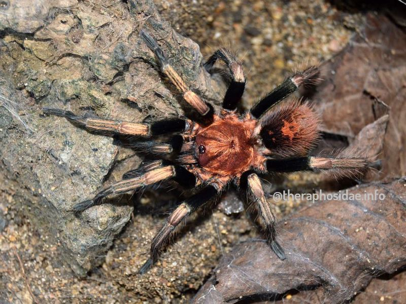 Davus sp. Oaxaca 